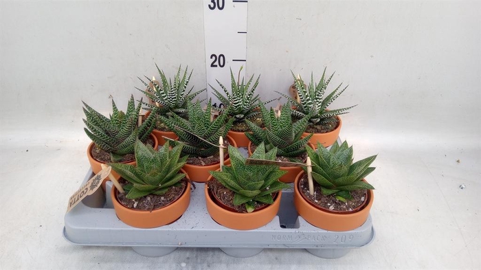 <h4>Aloe   ...mix</h4>