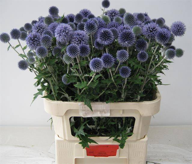 <h4>ECHIN BA BLUE GLOBE</h4>