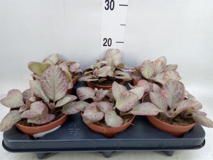 <h4>Episcia   ...</h4>