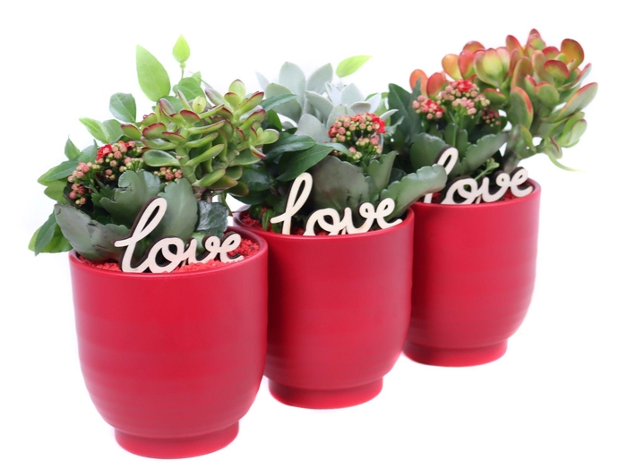 <h4>Opgemaakte valentijn groove met suc, hedera, kalanchoe</h4>