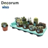 Cactus Mix (10 Spcs.) (decorum)