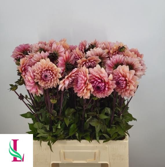 <h4>DAHL SWEET SANNE</h4>