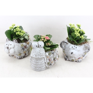 arr2 TD - Dierenmix - roze/wit