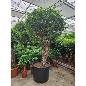 Ficus Nitida