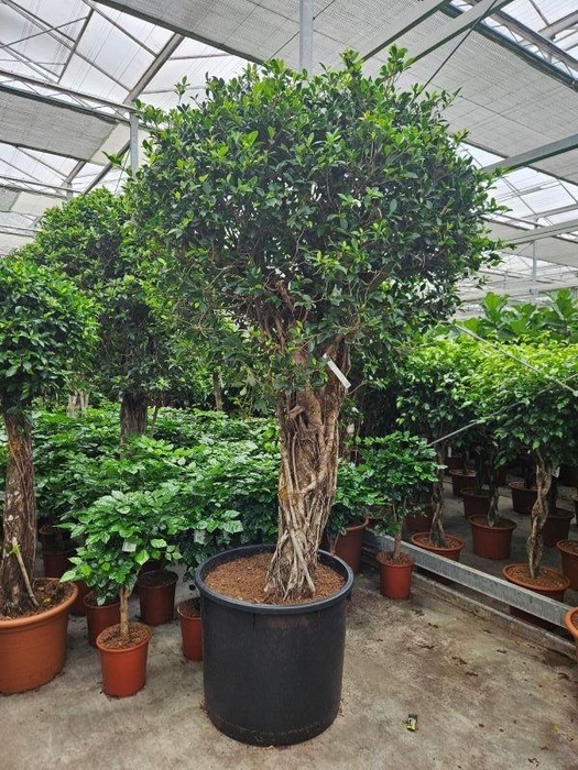 <h4>Ficus Nitida</h4>