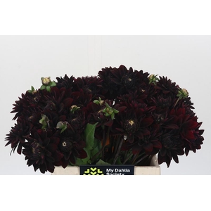 Dahlia Black Destiny