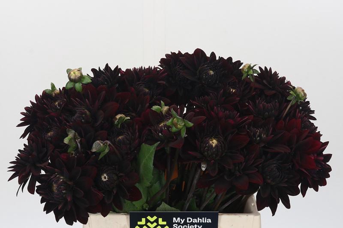 <h4>Dahlia Black Destiny</h4>