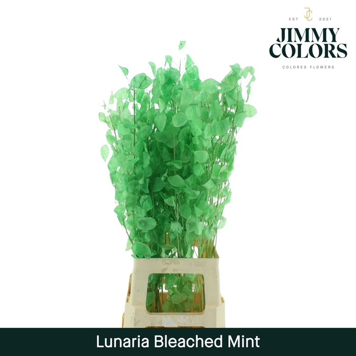 <h4>Lunaria gebleekt Mint</h4>
