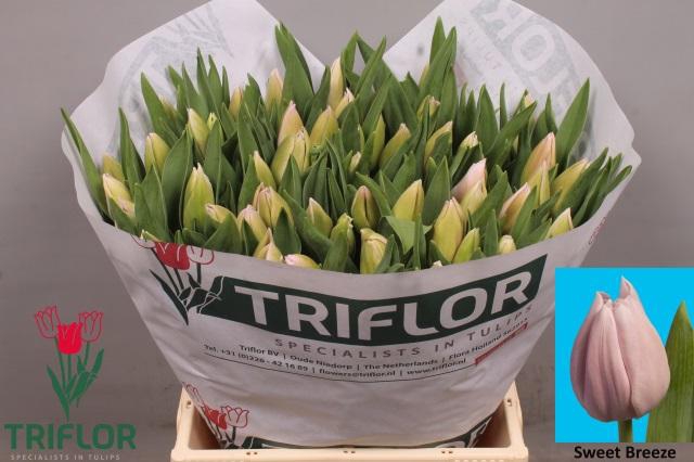 <h4>TU EN SWEET BREEZE</h4>