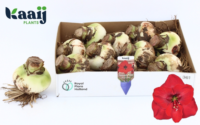 <h4>BLOEMBOL HIPPEASTRUM</h4>