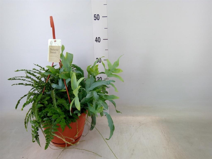 <h4>Ferns   ...mix</h4>