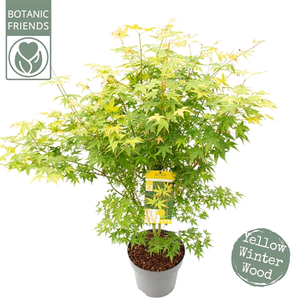 <h4>Acer palm. 'Bi hoo'</h4>