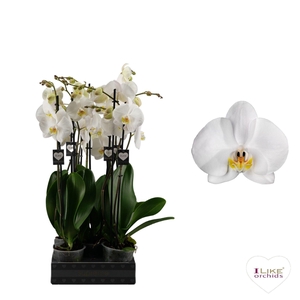 Phalaenopsis Cambridge - 2 tak 70cm