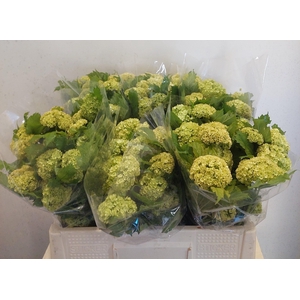 VIBURNUM ROSEUM ST