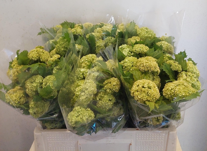 <h4>VIBURNUM ROSEUM ST</h4>