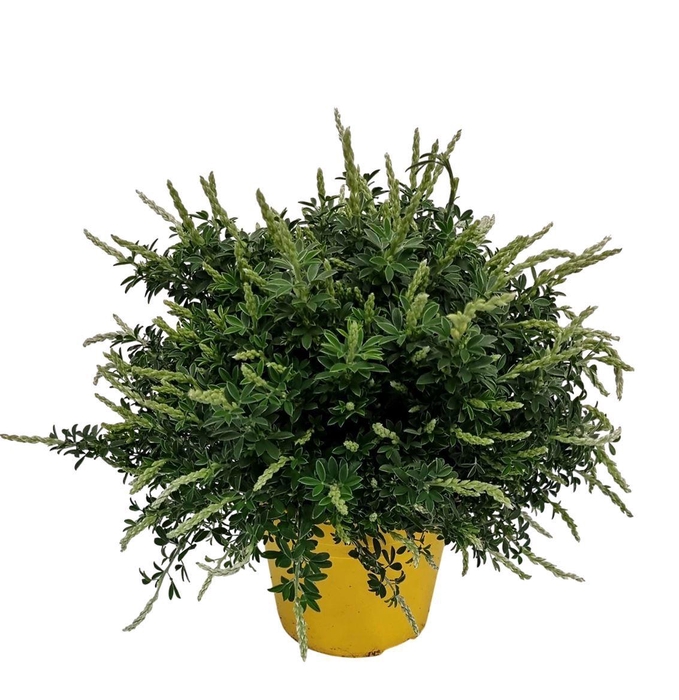 <h4>Cytisus Racemosus Bush -801</h4>