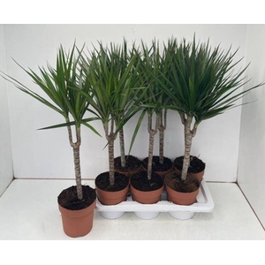 Dracaena Marginata 17Ø 85cm 1pp