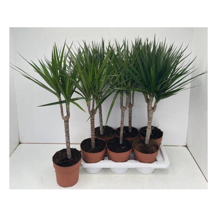 <h4>Dracaena Marginata 17Ø 85cm 1pp</h4>