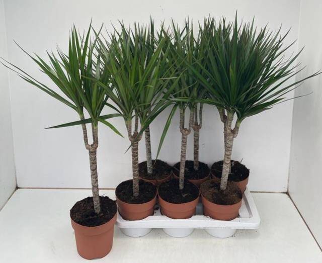 Dracaena Marginata 17Ø 85cm 1pp