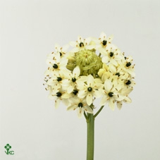 <h4>ORNIT ARABICUM</h4>