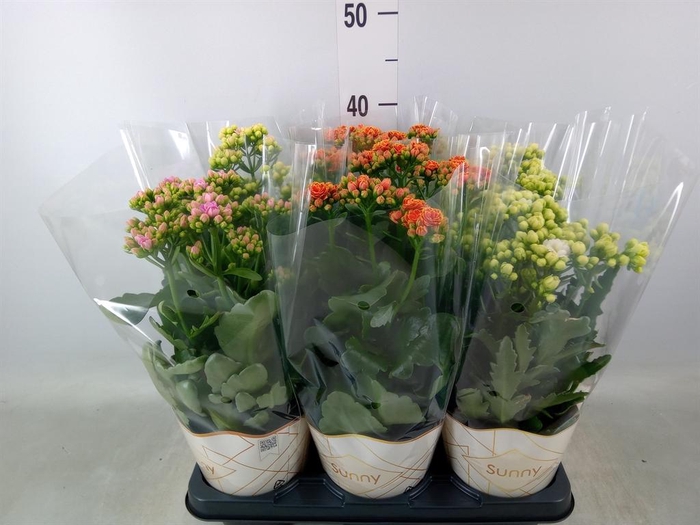 <h4>Kalanchoe ...</h4>