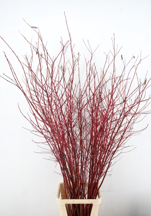 <h4>CORNUS ALBA SIBIRICA</h4>