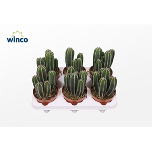 CACTUS OV