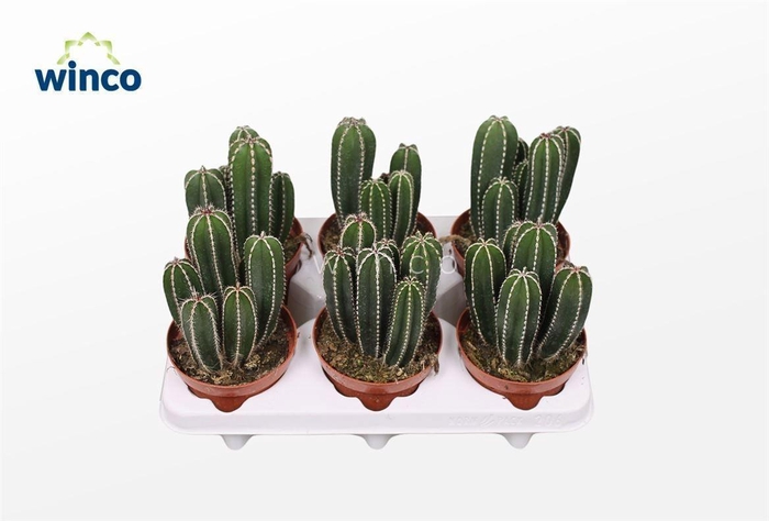 <h4>CACTUS OV</h4>