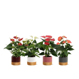 Anthurium 4 color mix in Frederique ceramic