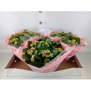 Kalanchoe blos. 'RosDon Nando'