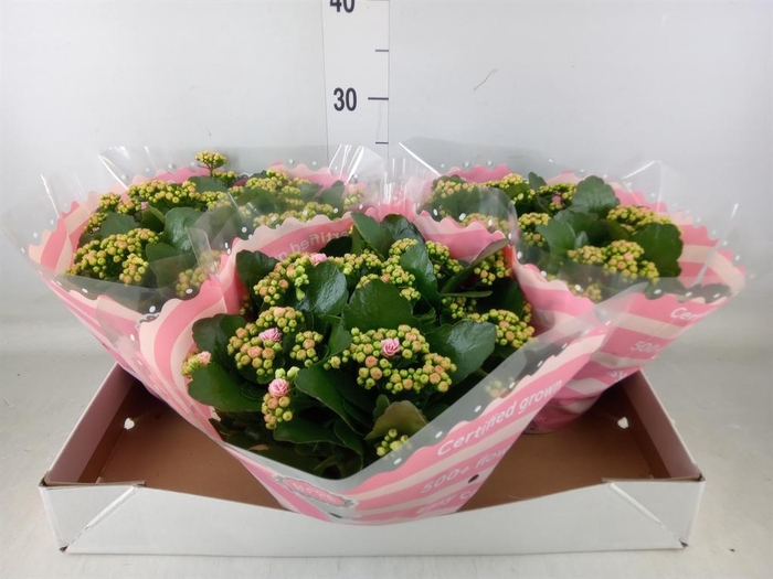 <h4>Kalanchoe blos. 'RosDon Nando'</h4>