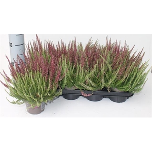 Calluna vulGarden Girls mix in pot Twin Girls 12Ø