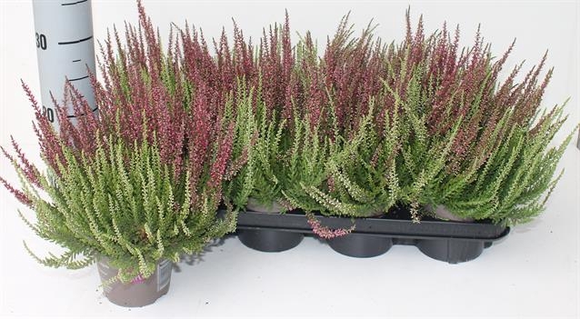 Calluna vulGarden Girls mix in pot Twin Girls 12Ø