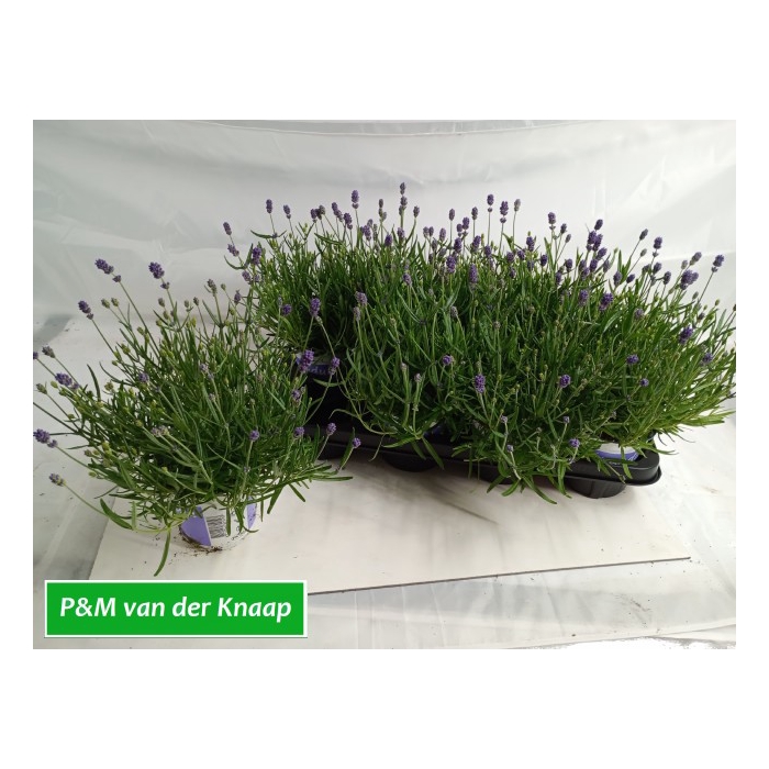 <h4>Lavandula angustifolia Essence Purple 12Ø 37cm</h4>