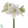 AMARYLLIS DOUBLE SONA SONATINI ALAS