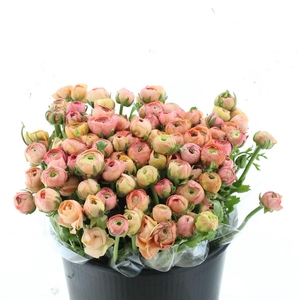 Ran El Sr Salmon Prima