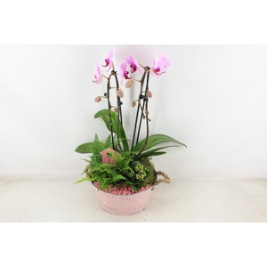arr2 PL - Zink rond ruit phal. roze