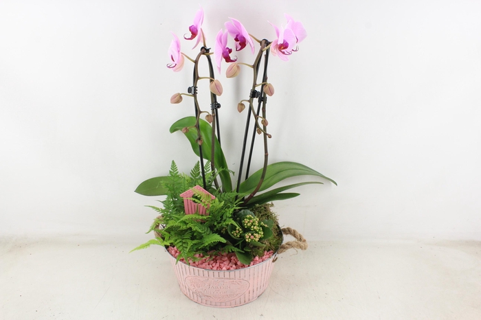 <h4>arr2 PL - Zink rond ruit phal. roze</h4>