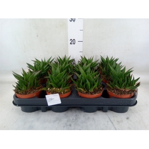 Haworthia limifolia