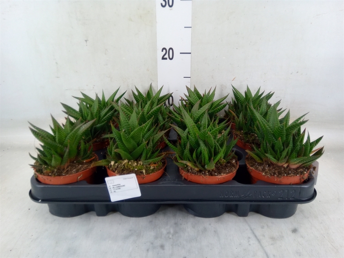 <h4>Haworthia limifolia</h4>