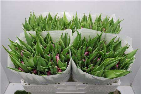 <h4>Tu En Sugar Prince</h4>