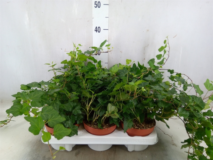 <h4>Hedera helix 'Wonder'</h4>