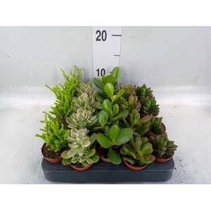 Crassula   ...mix