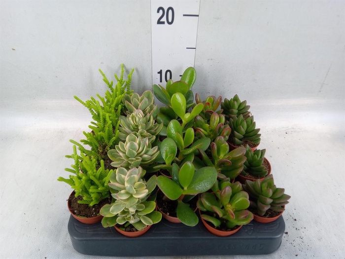 <h4>Crassula   ...mix</h4>