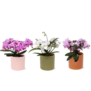 Phal. Multi vorm mix 