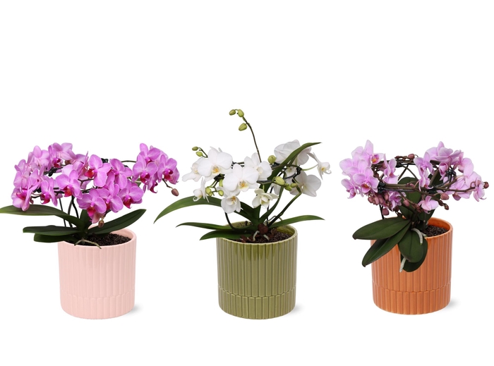 <h4>Phal. Multi vorm mix "Blossoming Beauty" in keramiek BGC056</h4>