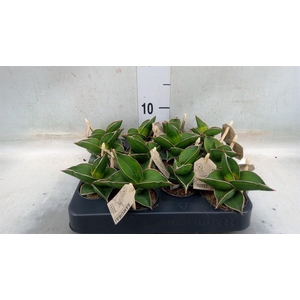 Sansevieria cyl.  ...