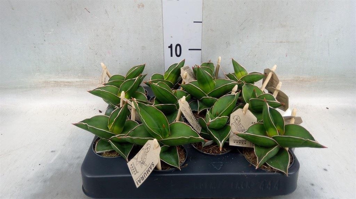 <h4>Sansevieria cyl. ...</h4>