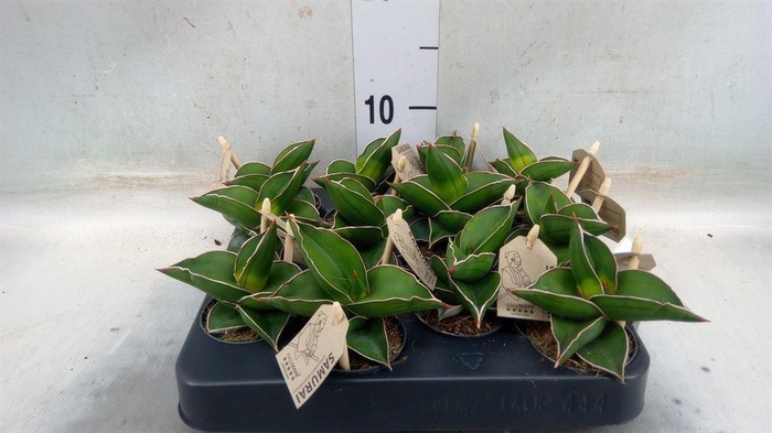 <h4>Sansevieria cyl.  ...</h4>