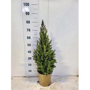 PICEA GL CONICA